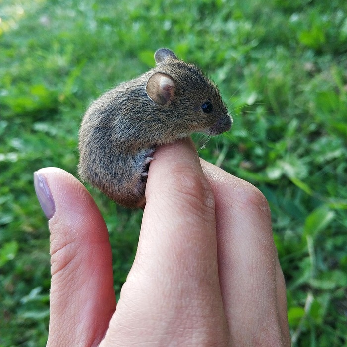 마우스 커서 확대