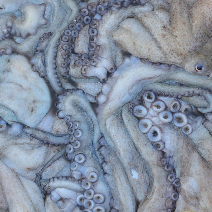 무늬오징어 낚시