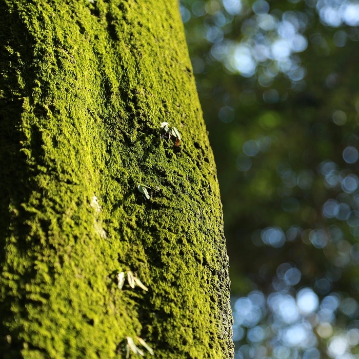 환경 친화적 이동수단