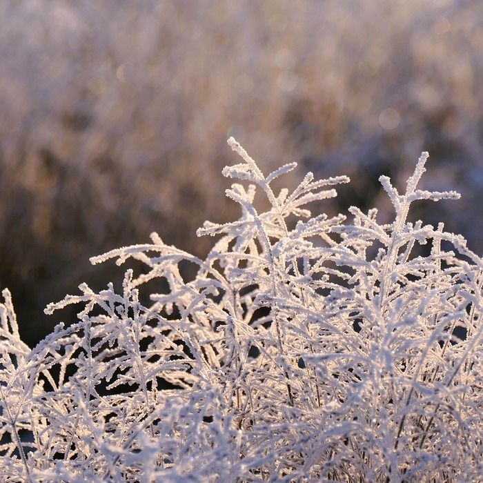 겨울철 식물 관리