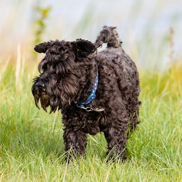 스코티 셰플러 경력
