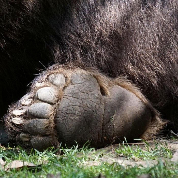 발바닥 점 해석