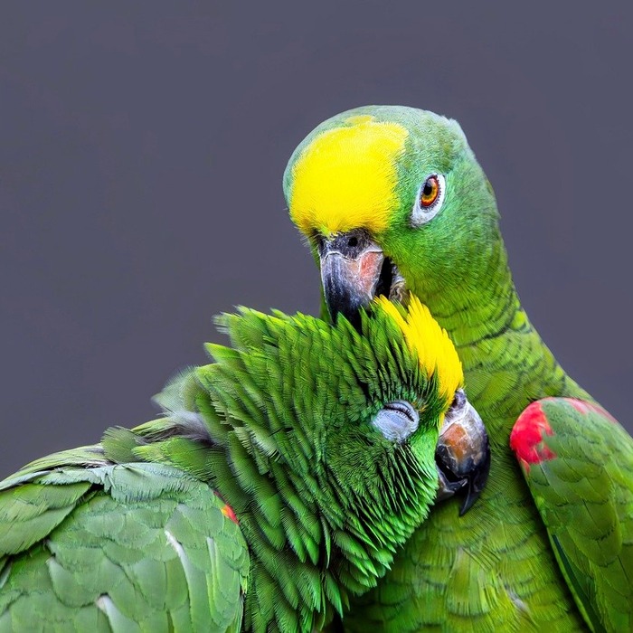 아마존 에너지 전략