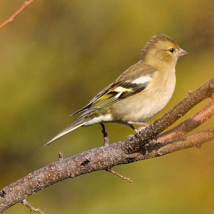 전자세금계산서