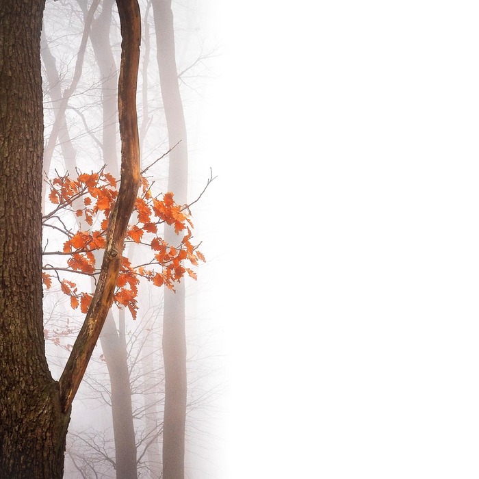 가을 단풍 풍경