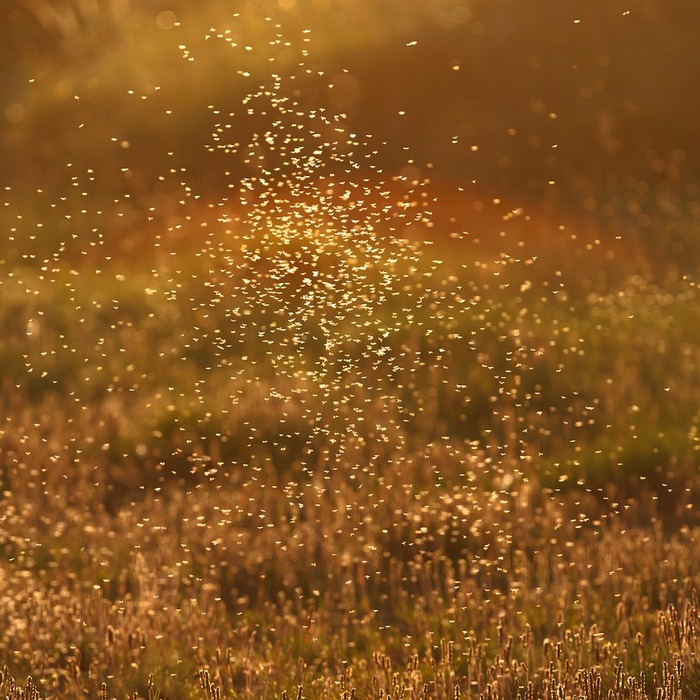 모기 날갯짓