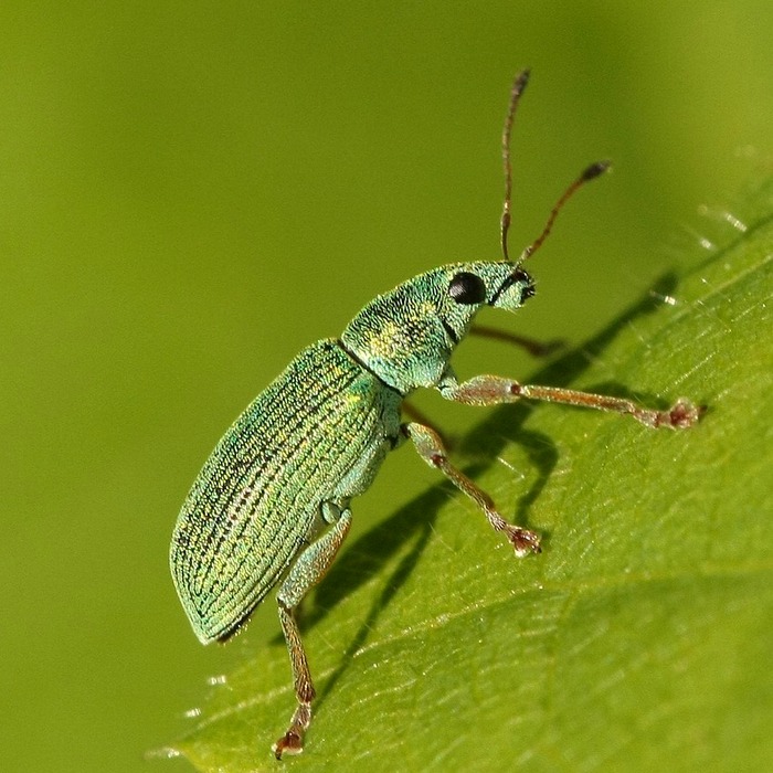 곤충 소리 비교