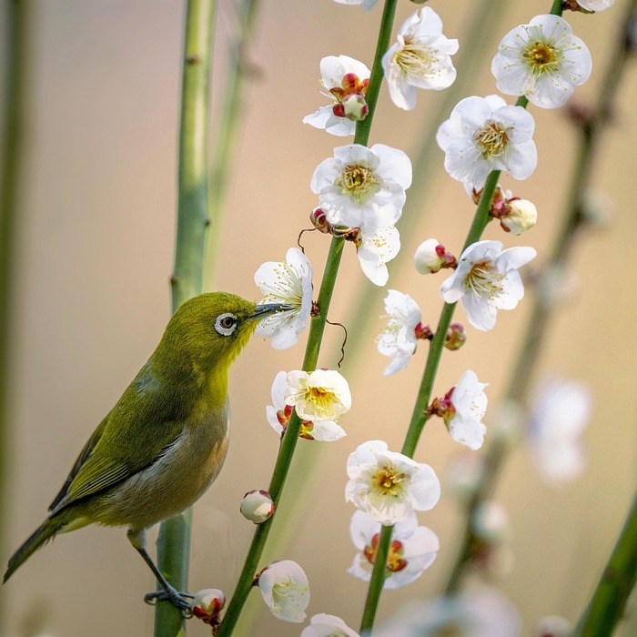 초기 신호 증상