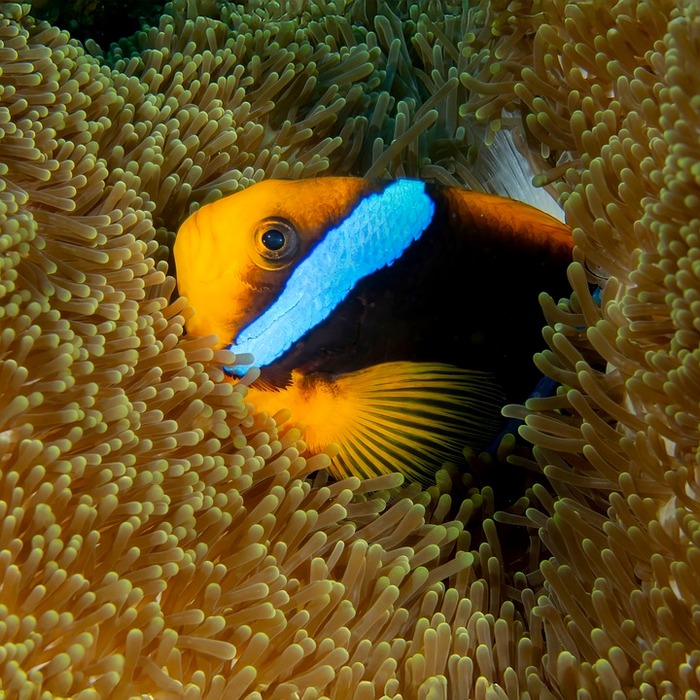 태평양 해양 생물