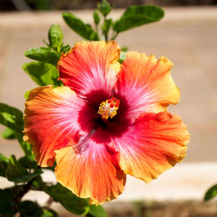 하와이 전통 문화