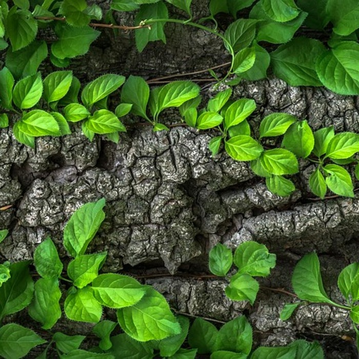 신경섬유종증 개요