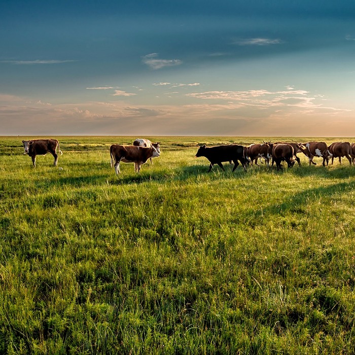 직장 내 의사소통