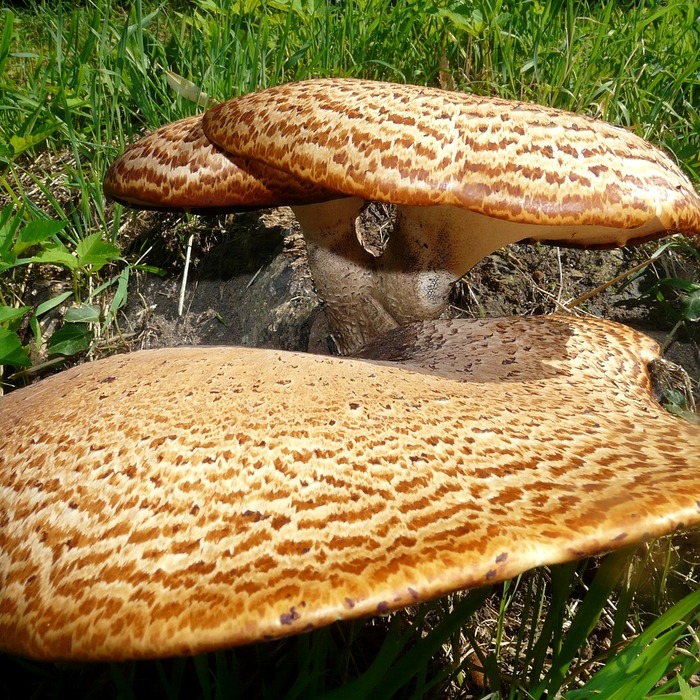 편평사마귀 특징