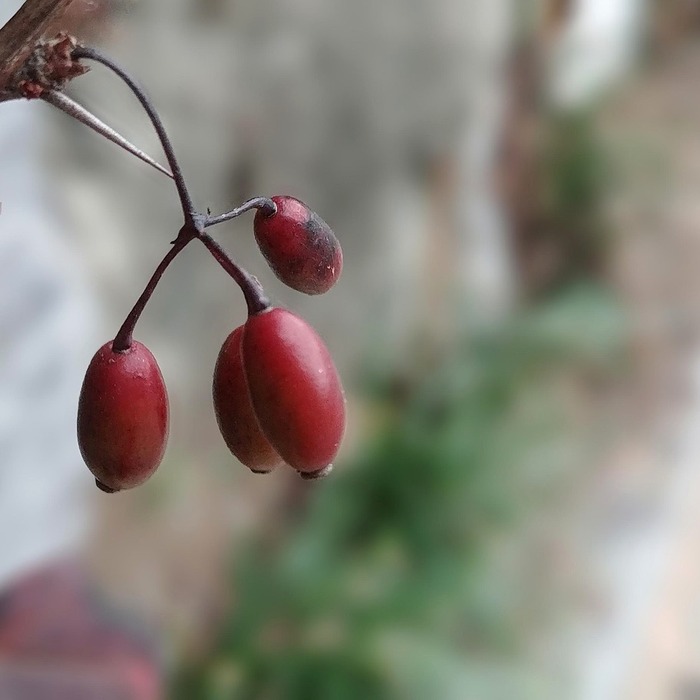 오미자 갈증 해소