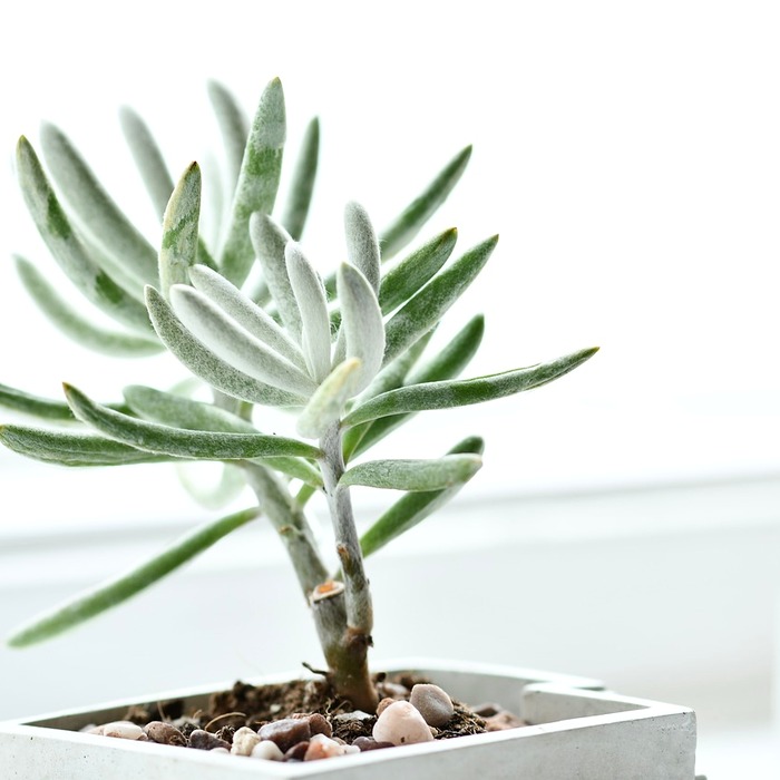 생선 비린내 원인