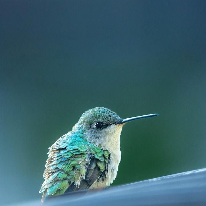 모바일 앱 사용법