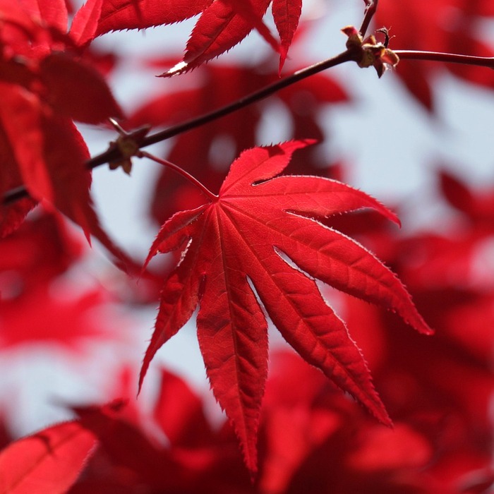 붉은 뾰루지 원인