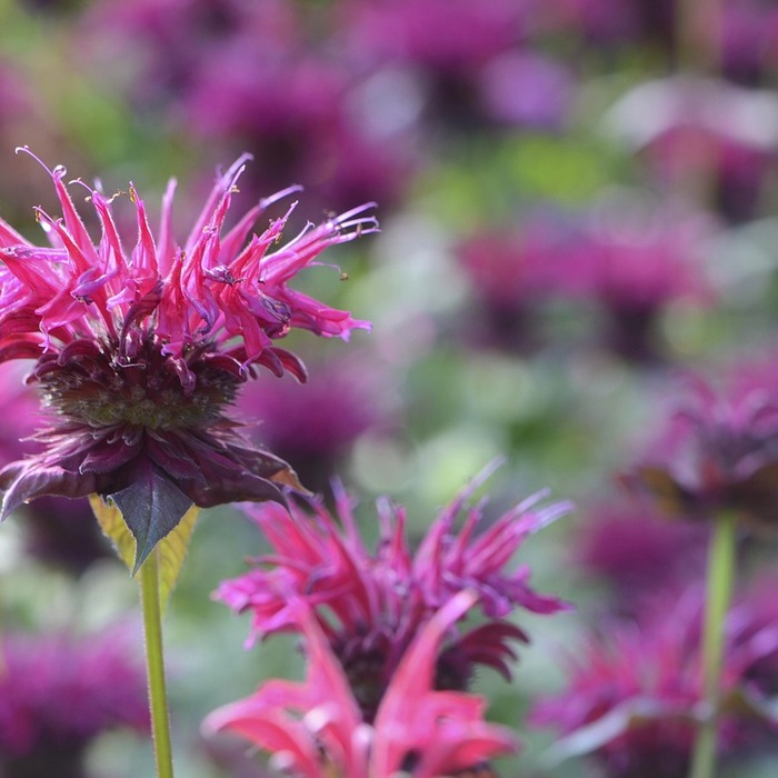 연고 종류 비교