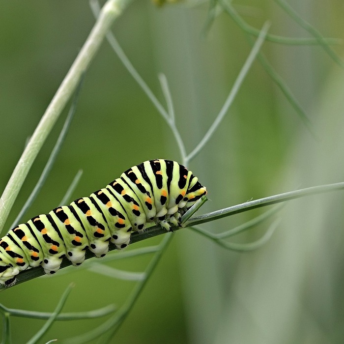 락티움 장 건강