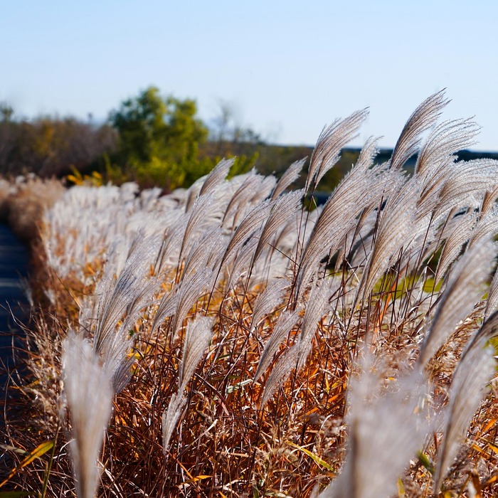 억새 군락 풍경