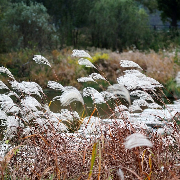 가을 바람 억새