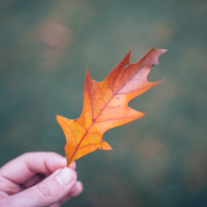 단풍 색상 변화