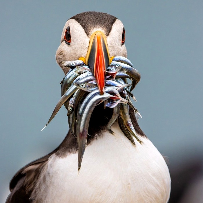 셀프 치석 제거 도구