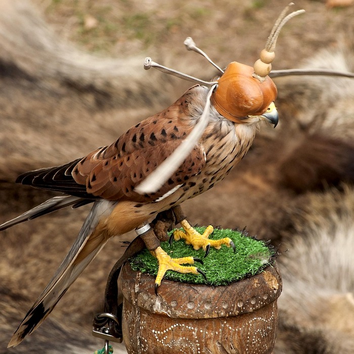 확정급여형 설명