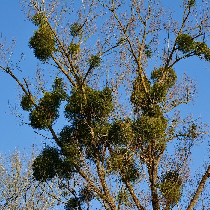 기생충 감염 증상