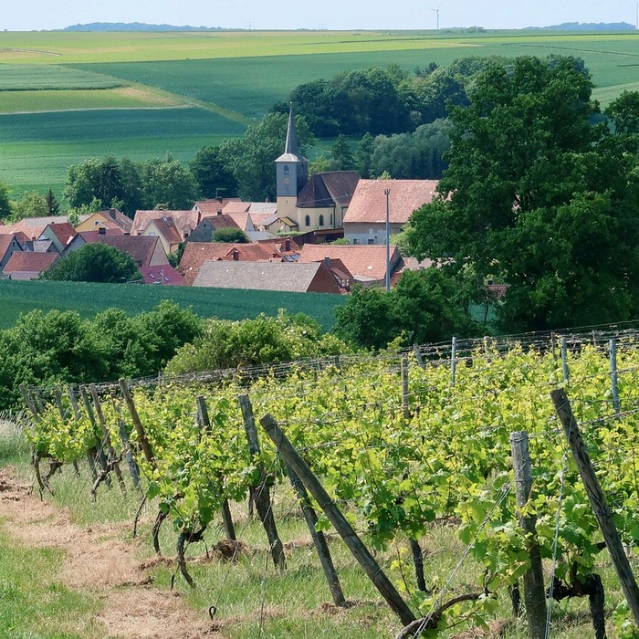 파바빈 재배 지역