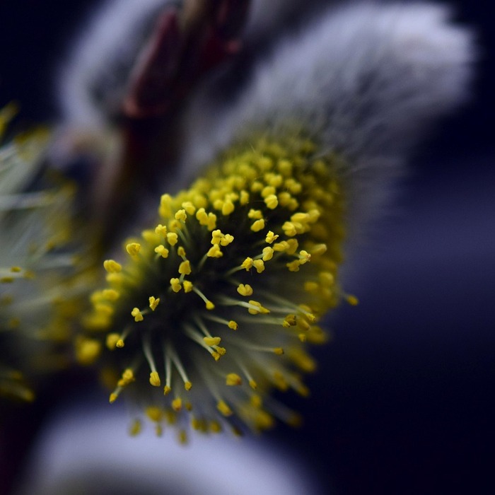 꽃가루 알레르기