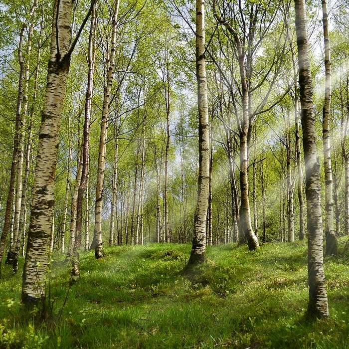 알레르기 기침 증상