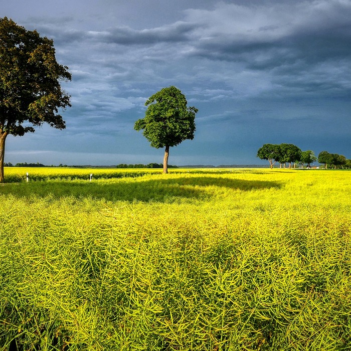 김제 연근 재배