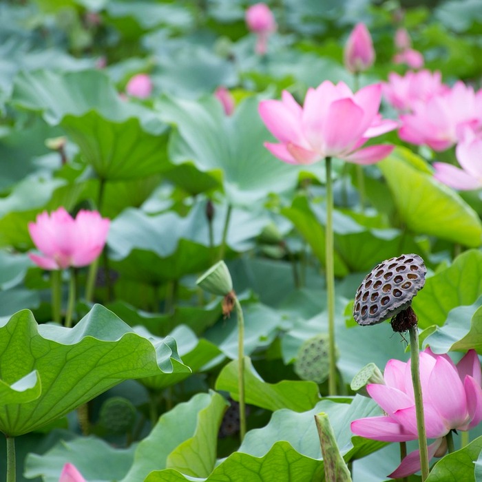 연근 건강 효능