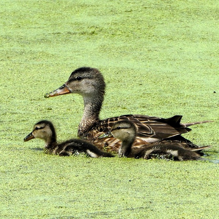 요양보호사 돌봄