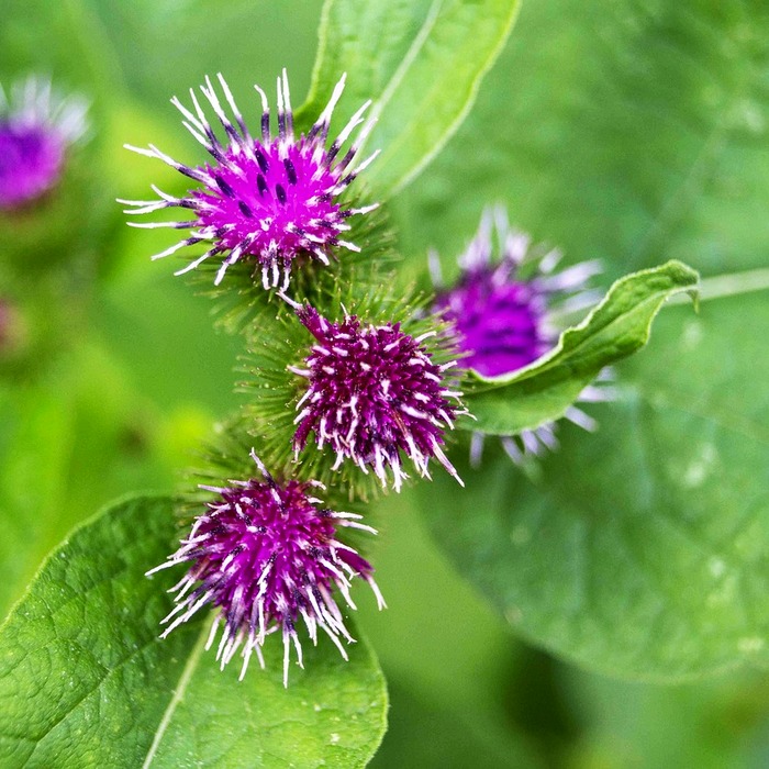 마이너스 통장 개념