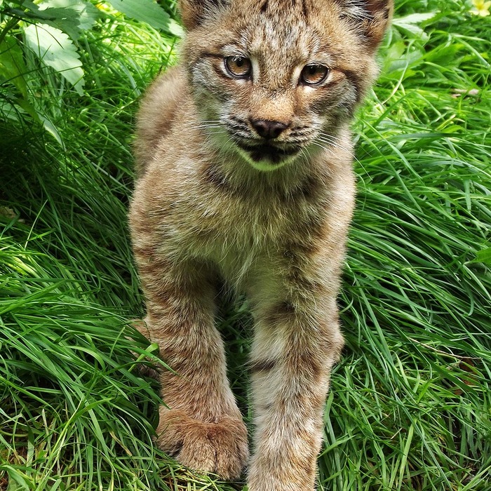 민자주방망이버섯 특징