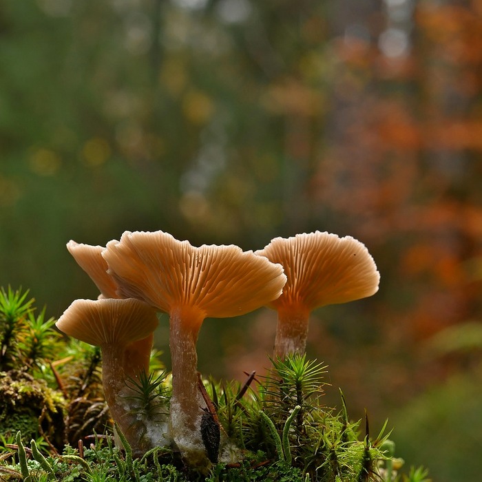 자생 버섯 생태