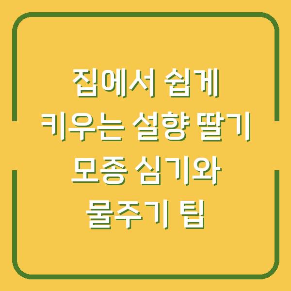 집에서 쉽게 키우는 설향 딸기 모종 심기와 물주기 팁