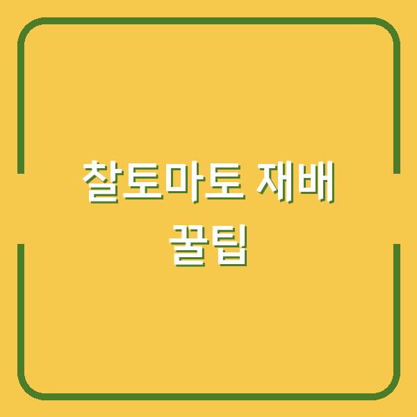 초보자도 실패 없는 찰토마토 모종 심기 시기와 재배 꿀팁 공개