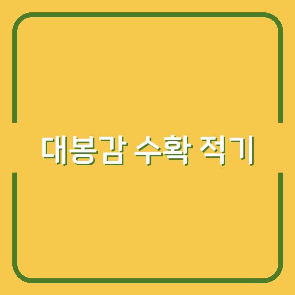대봉감 수확시기 놓치면 후회합니다 – 홍시로 만드는 가장 맛있는 타이밍