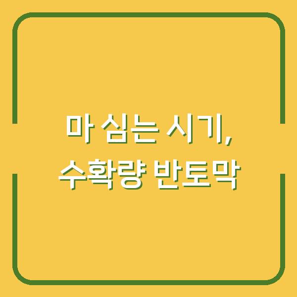 마 심는 시기 놓치면 수확량 반토막… 하늘마·산마 재배법 3가지 실수