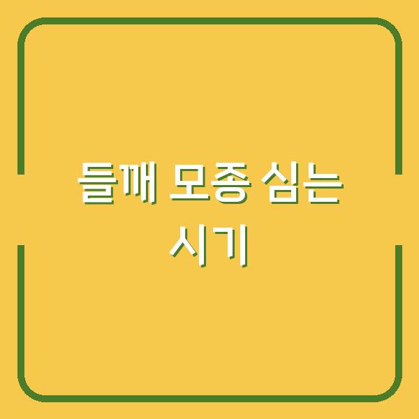 들깨 모종 심는 시기, 이렇게 하면 수확량 2배 차이납니다