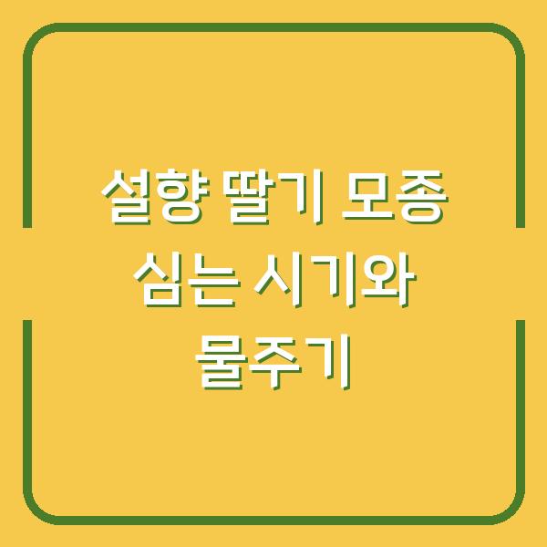 설향 딸기 모종 심는 시기와 노지 텃밭 물주기 초보도 성공하는 3가지