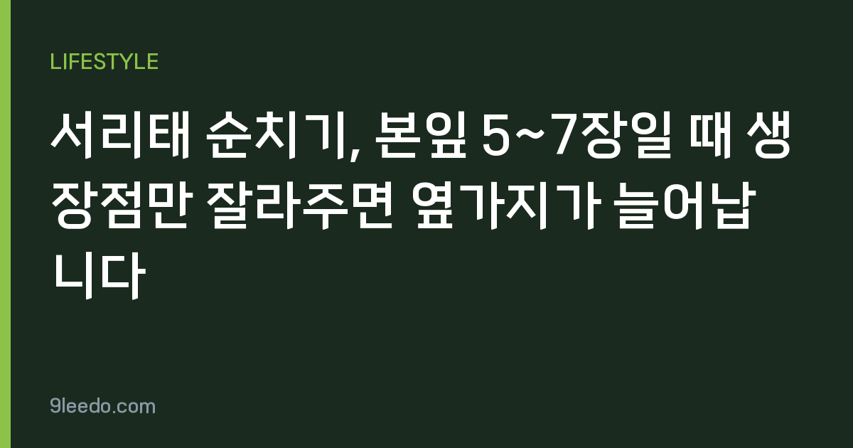 서리태 순치기, 본잎 5~7장일 때 생장점만 잘라주면 옆가지가 늘어납니다
